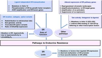 Pathways to Endocrine Therapy Resistance in Breast Cancer